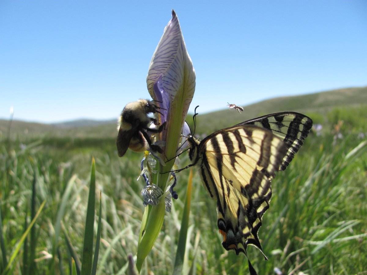 NRCS_Utah's tweet photo. #Conservation of #PollinatingInsects is critically important to #preserving both wider biodiversity as well as #agriculture. See how you can help: https://t.co/09YRlmE18k #EarthMonth https://t.co/FQC5kpkJQj