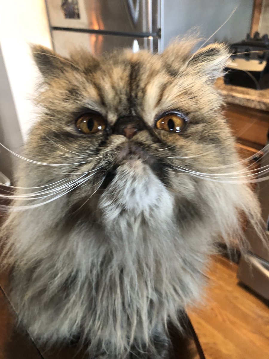 DukeTheDane's tweet photo. @RoyalCanin has the size of the adult Persian cat food changed? We ordered a bag from Amazon while Chewy and the local stores were out and the Amazon purchased food is smaller. Eleanor seems to love the smaller size, but should we worry this is counterfeit or otherwise off? https://t.co/F52EvWAdpy