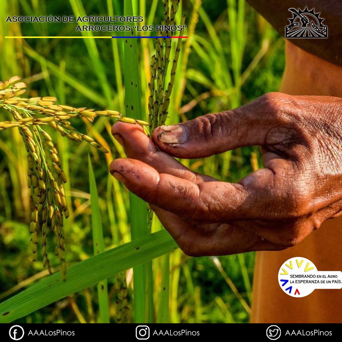 AAALosPinos's tweet photo. El trabajo digno del Campesino es uno de los trabajos más complejos e infravalorado, sin embargo con ese amor y esa energía incomparable para trabajar el campo, el agricultor madruga cada día a producir👏🏻Seguimos 🌾“Sembrando en el Agro la esperanza de un país”🌾
📸Francisco Mora https://t.co/F4CzsbPtiI