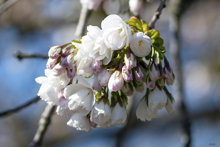 Marionreiber's tweet photo. Zonnige dagen @hortusharen een week geleden ☀️☀️☀️ heel wat beter dan het herfstweer van vandaag 🤣 @MRTfotografie @IamNikonNL @Bloeiers @Natuurmonument 🌸🌸🌸 https://t.co/1R6Gs8hCxz