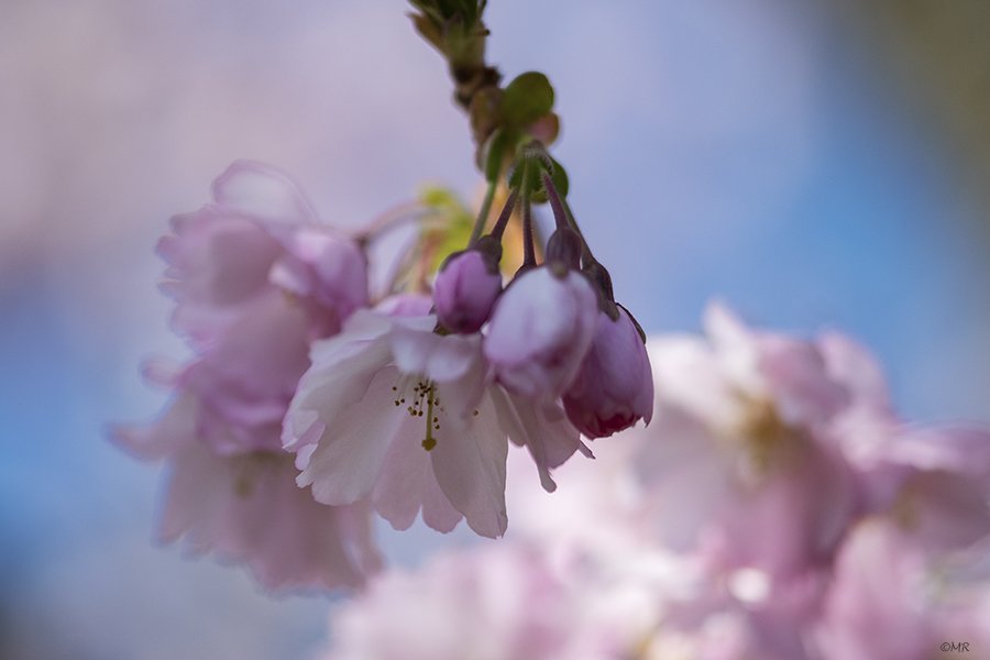 Marionreiber's tweet photo. Zonnige dagen @hortusharen een week geleden ☀️☀️☀️ heel wat beter dan het herfstweer van vandaag 🤣 @MRTfotografie @IamNikonNL @Bloeiers @Natuurmonument 🌸🌸🌸 https://t.co/1R6Gs8hCxz