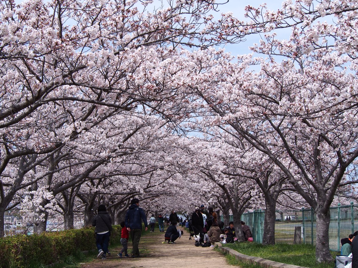 The joy of spring. Here is a photo from our team in Japan showing #cherryblossoms that were in full bloom last week.