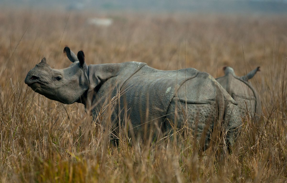 IntlRhinoFoundation 🦏 tweet media