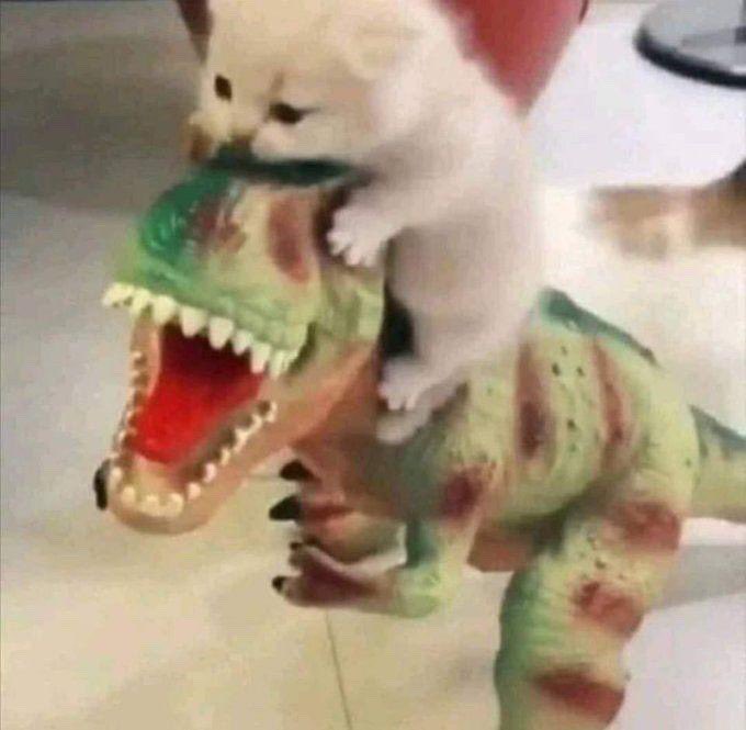 MAXIMUS (@jvc0bqz) on Twitter photo 