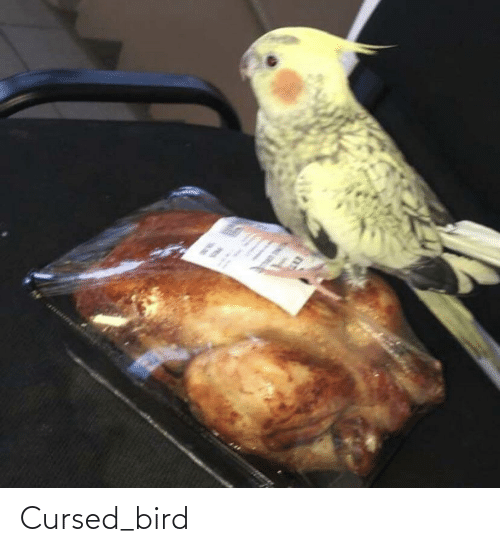 NoriTheLord's tweet photo. Owl Stolas without context :> 

#helluvaboss #owlstolas #stolas #helluvabossstolas #helluvabossfanart #cursedbird #cursedimages https://t.co/1PnSvCpQ2H