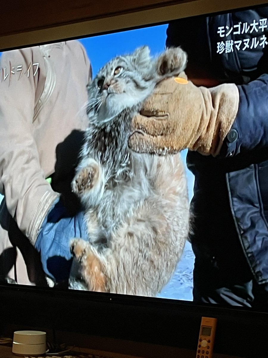 kazumiyamashita's tweet photo. 草原の岩のふりをするモンゴルの
マヌルネコ。
かわいいなぁ https://t.co/QwK8mSUJL3