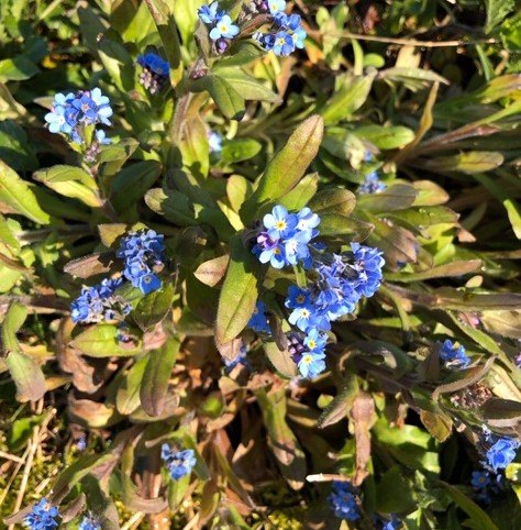 Green roofs #spring to life at this time of year. Green roofs can be installed all year round, but we recommend Spring and Autumn months as the optimum time.
#springtime #greenroofs #biodiversity #eco #nature #environment #greenspaces #springflowers https://t.co/CRMyLWXZpX