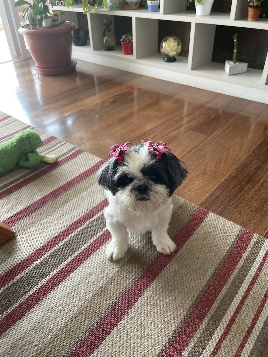 cypolzer's tweet photo. #sp1 adotar é tudo de bom! Essa é a Margot, adotada com 6 anos, é cega, mas agora leva uma vida cheia de amor 🐶🧡 https://t.co/dGFllsCInC