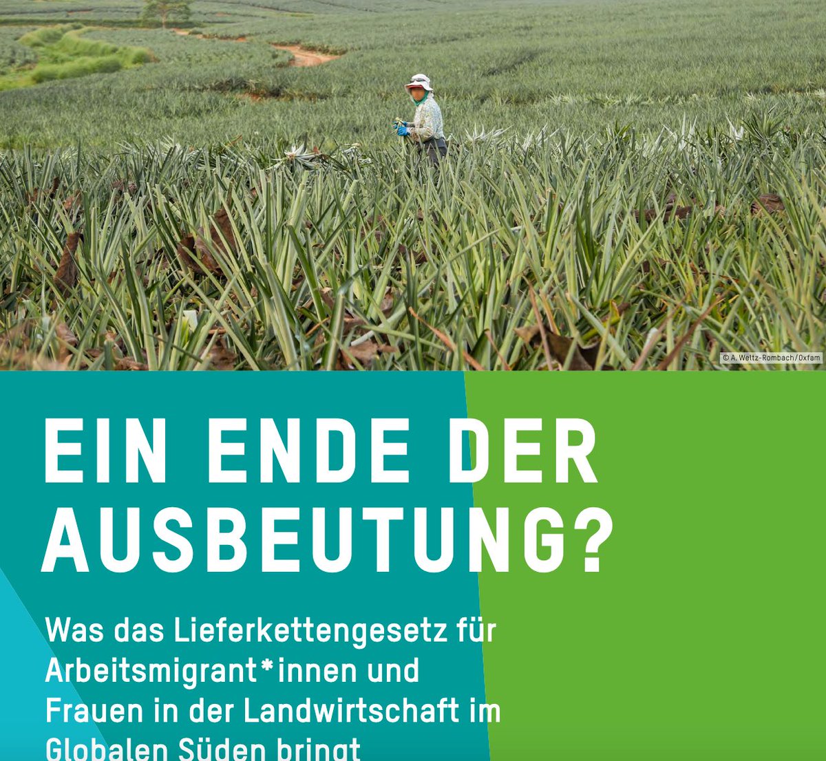 LieferkettenG's tweet photo. Ein Ende der Ausbeutung dank des 🇩🇪 #Lieferkettengesetz|es? Leider nein. In der Landwirtschaft z.B. durchdringt das Gesetz nicht die gesamte Wertschöpfungskette. Höchste Zeit, die Lücken im #LkGS durch ein #EU Gesetz zu schließen.
Studie von @Oxfam_DE 👉🏽 https://t.co/SlsuiHKEFw https://t.co/x2fur6TVAf