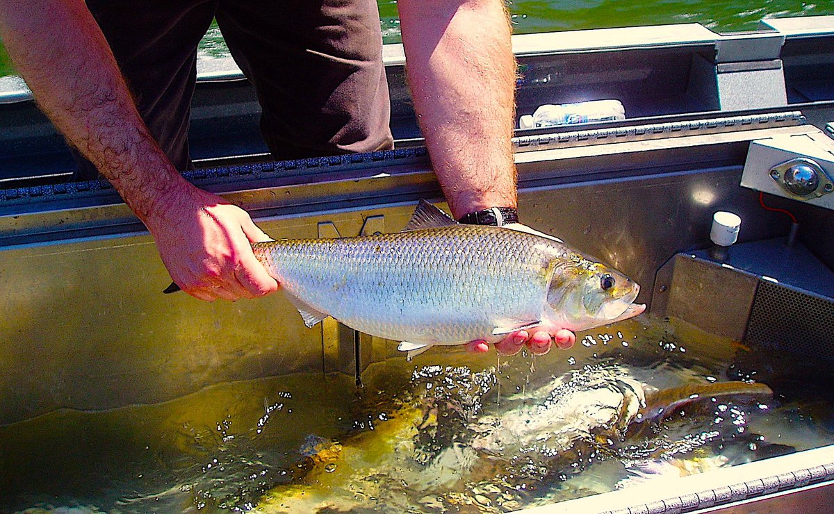 SeaGrantNC's tweet photo. Being hit hard by historical overharvests &amp; a commercial fishery, #AmericanShad are making a comeback thanks to state stocking of recently hatched shad — but not to the extent managers hoped.

Researchers have the scoop in this week's #HookLineScience 🐟: https://t.co/RWNUiBUkjW https://t.co/EQvw0AvSsl