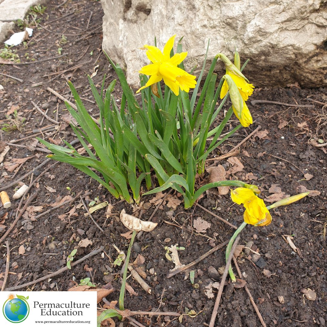 PermacultureEd1's tweet photo. Daffodil is one of the first flowers that open their flowers in the spring. In the past, the yellow daffodil was used against diarrhea and cramps. Due to the high toxicity of these plants is strongly discouraged from use in natural medicine. #Spring #Flowers #daffodils #toxicity https://t.co/CH4Tbp8vNw
