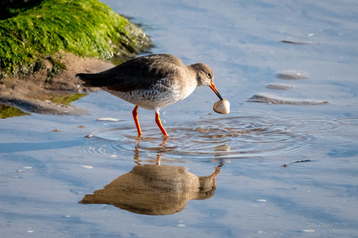 Our amazing resident birds at Pegwell Bay need space to rest and feed in the saltmarsh pools so please help us protect birdlife by making sure they are given plenty of space from humans and, of course, dogs!

Thank you 💚

#shareourshores #respectthenap #birdwise