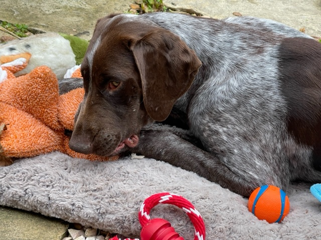 AnimalFriendsR1's tweet photo. #medicalmonday Our sweet boy Tyson that had his leg amputated a few weeks ago is now ready for his forever home. But Shhh he doesn't realize he's missing a leg. 
He would make a great companion to someone who loves to stay active, cuddle, and enjoys learning new things. https://t.co/mcWz3ESIJf