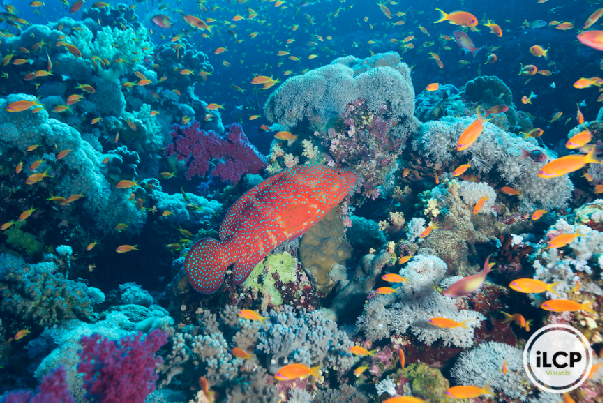 ILCP's tweet photo. Coral Grouper also known as coral trout(Cephalopholis miniata) and prolific reef system. Red Sea, Egypt
ยฉ Michele Westmorland / iLCP
@michelewestmorland
#redsea #coralreef #coralgrouper #healthyreef https://t.co/Fy40zCnliG