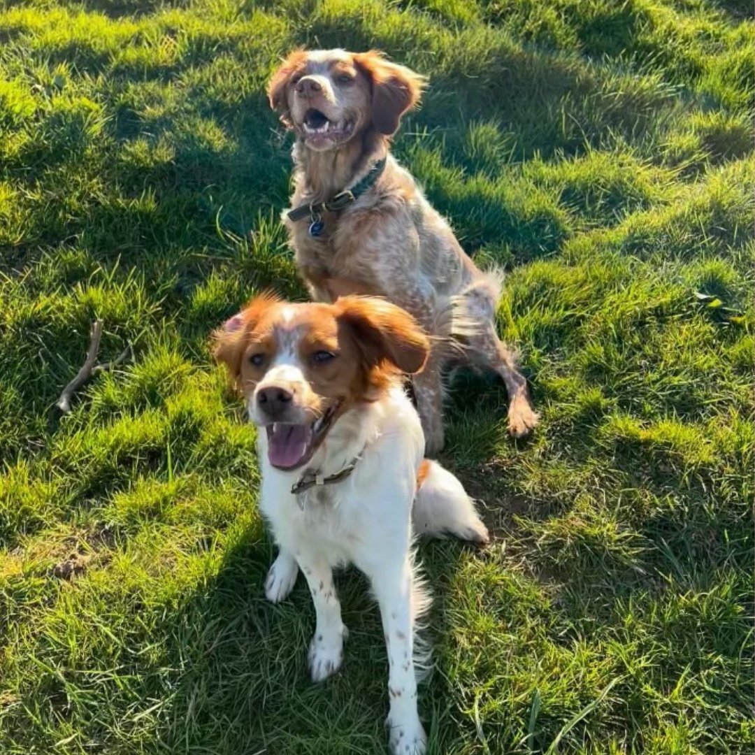 SOLDesign_Col's tweet image. #HappyNationalPetMonth to our furry friends! Of course, we need to use this excuse to celebrate them, so for those of you who don't know them yet, these two charmers are Milo and Murphy. Those big smiles always bring us instant joy! :)