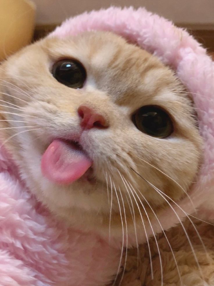 prrrgrammer's tweet photo. Y hoy en #ViernesdeGatos : gatitos con sombreritos lindos. https://t.co/2hOFog7bVZ
