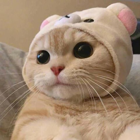 prrrgrammer's tweet photo. Y hoy en #ViernesdeGatos : gatitos con sombreritos lindos. https://t.co/2hOFog7bVZ