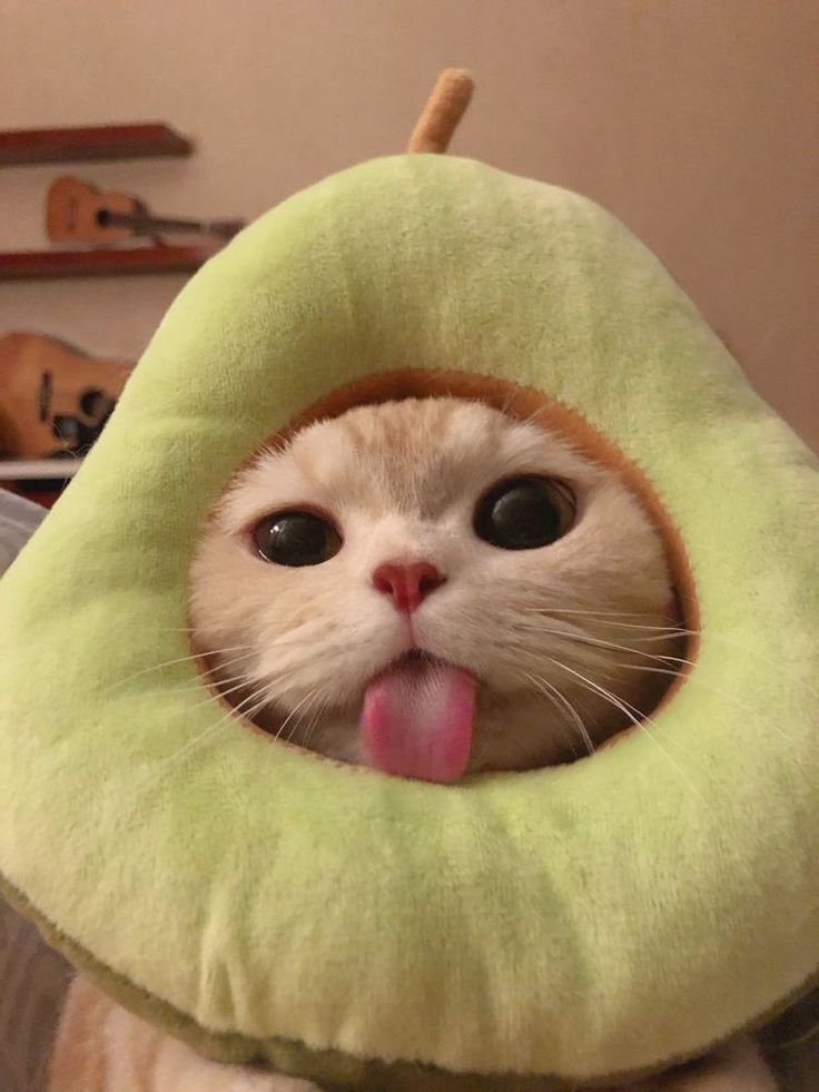 prrrgrammer's tweet photo. Y hoy en #ViernesdeGatos : gatitos con sombreritos lindos. https://t.co/2hOFog7bVZ