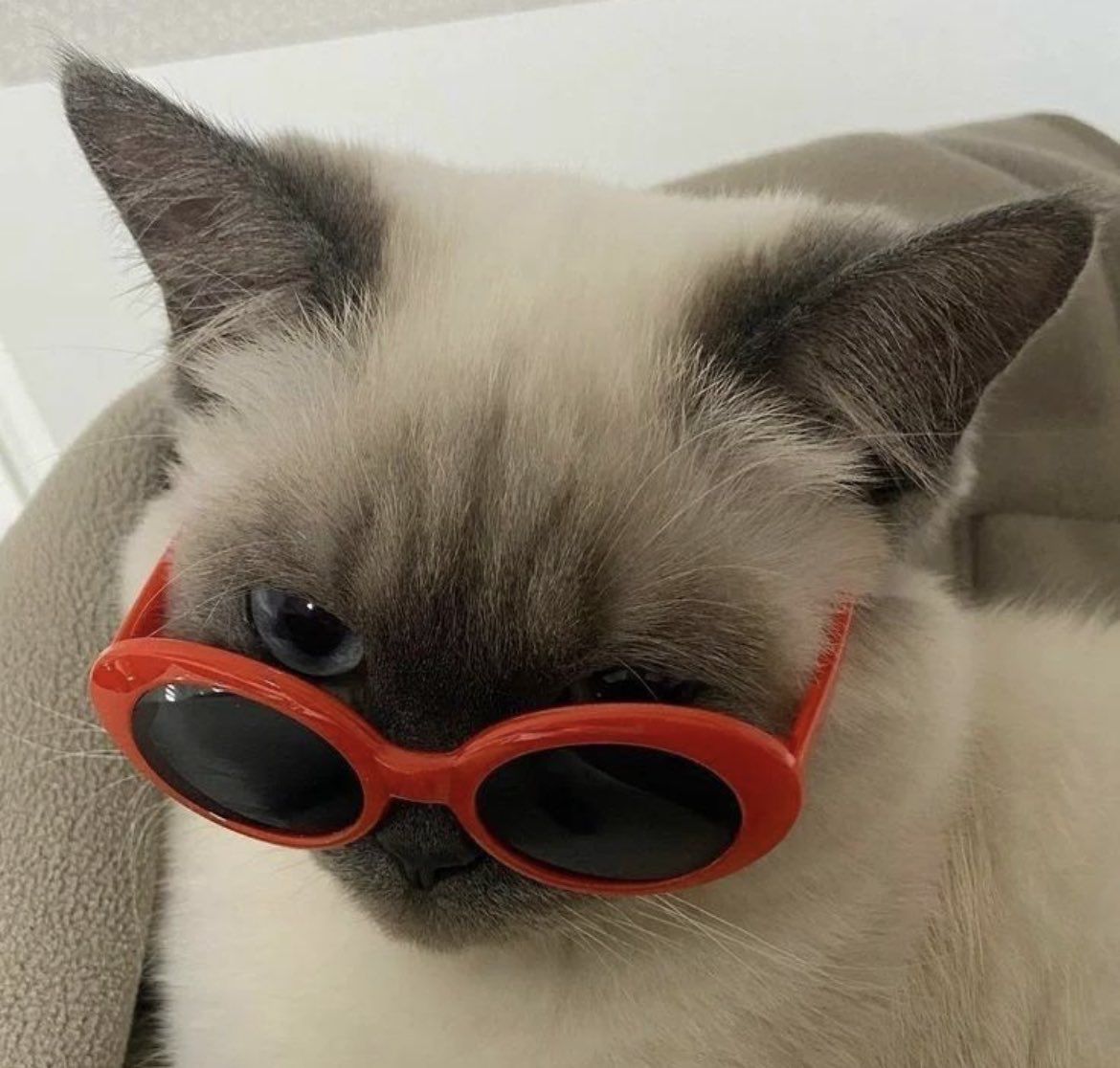 prrrgrammer's tweet photo. Este #ViernesdeGatos te traemos mininos con lentes que cool 😎 https://t.co/8s9kwCMZbg