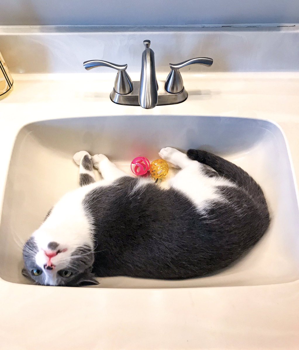What do you mean you haven’t signed up for The Puppurr emails?!?!The most important announcement(s) will be in the email coming out this afternoon!! 

Link to signup: thepuppurr.com/follow

#CatsOfTwitter #CatsOnTwitter #cat  #catlife #giveaway #announcement #monday #thepuppurr