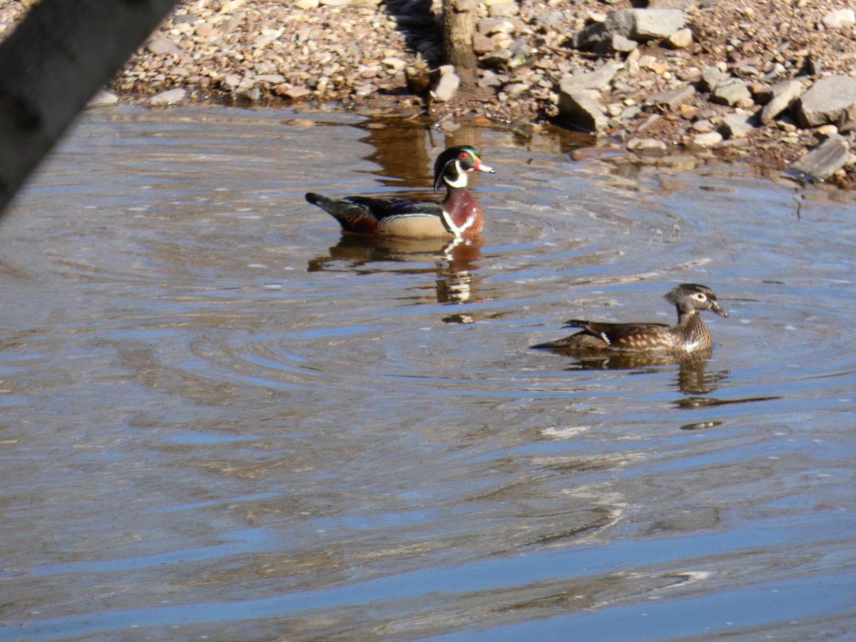 Got to see a wood duck for the first time in real life!
