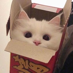 prrrgrammer's tweet photo. En este #ViernesdeGatos te traemos fotos random de mininos https://t.co/8QpvSy9iSG
