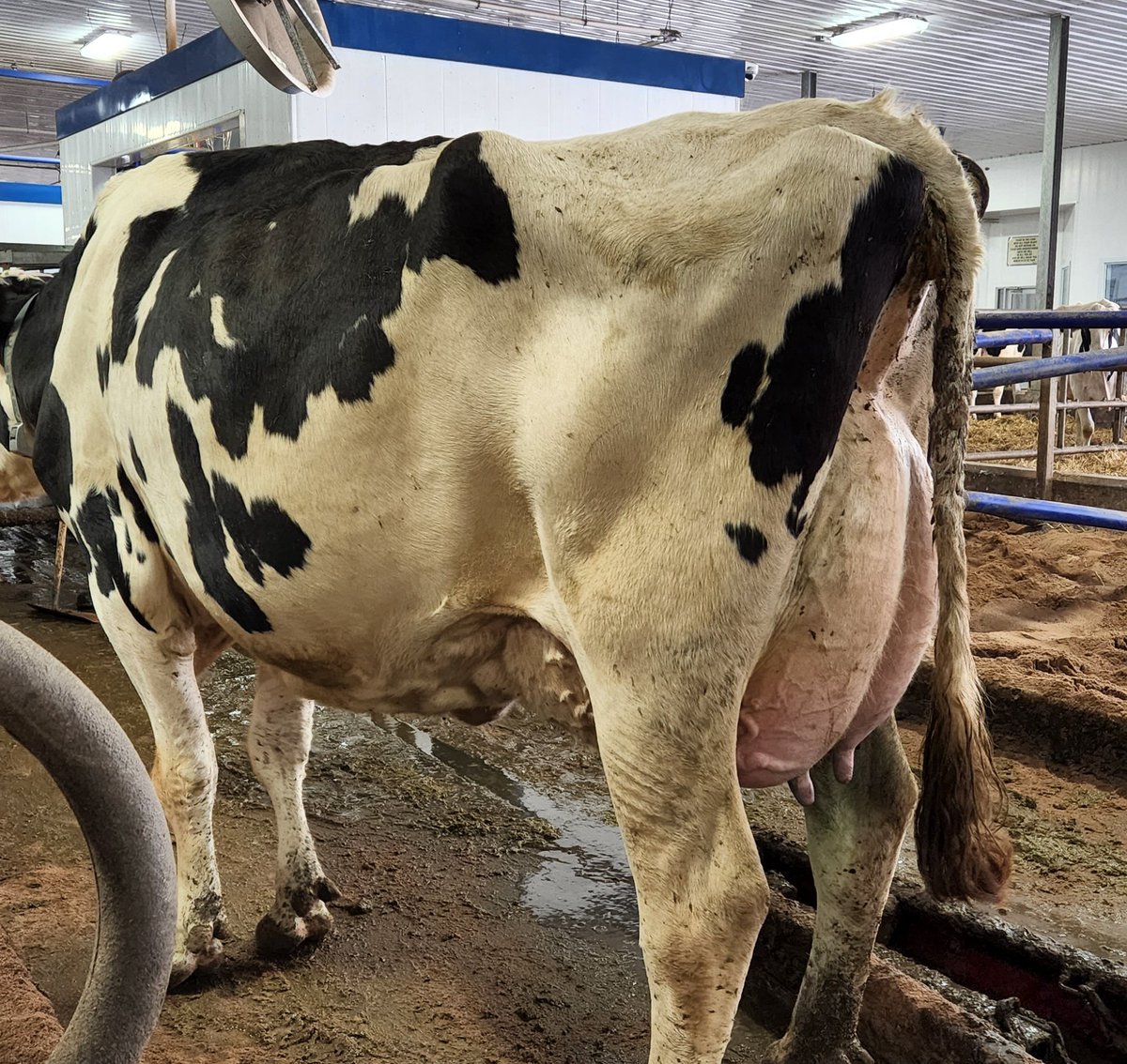 Bokma Lambda 2472 EX-91 (93MS)! One of our earliest Lambda daughters and one of the highlights of last week's classification! Currently throwing down 81kg average on her 3rd lactation! #scoretheherd #BFL <a href="/STgenCanada/">STgenetics Canada</a> <a href="/HolsteinCanada/">Holstein Canada</a>