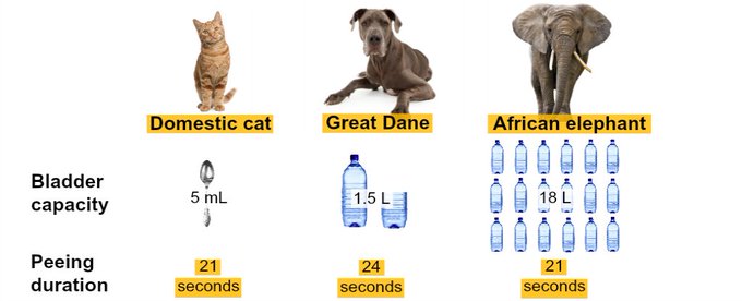 Rainmaker1973's tweet photo. An elephant's bladder can hold nearly 18 liters of fluid, and yet, it can pee just as quickly as a cat. A research has revealed that, regardless of size, all mammals larger than rats take roughly the same amount of time to urinate - 21 seconds [read more: https://t.co/gJrRKYsNRN] https://t.co/ckLxD5Pr0b