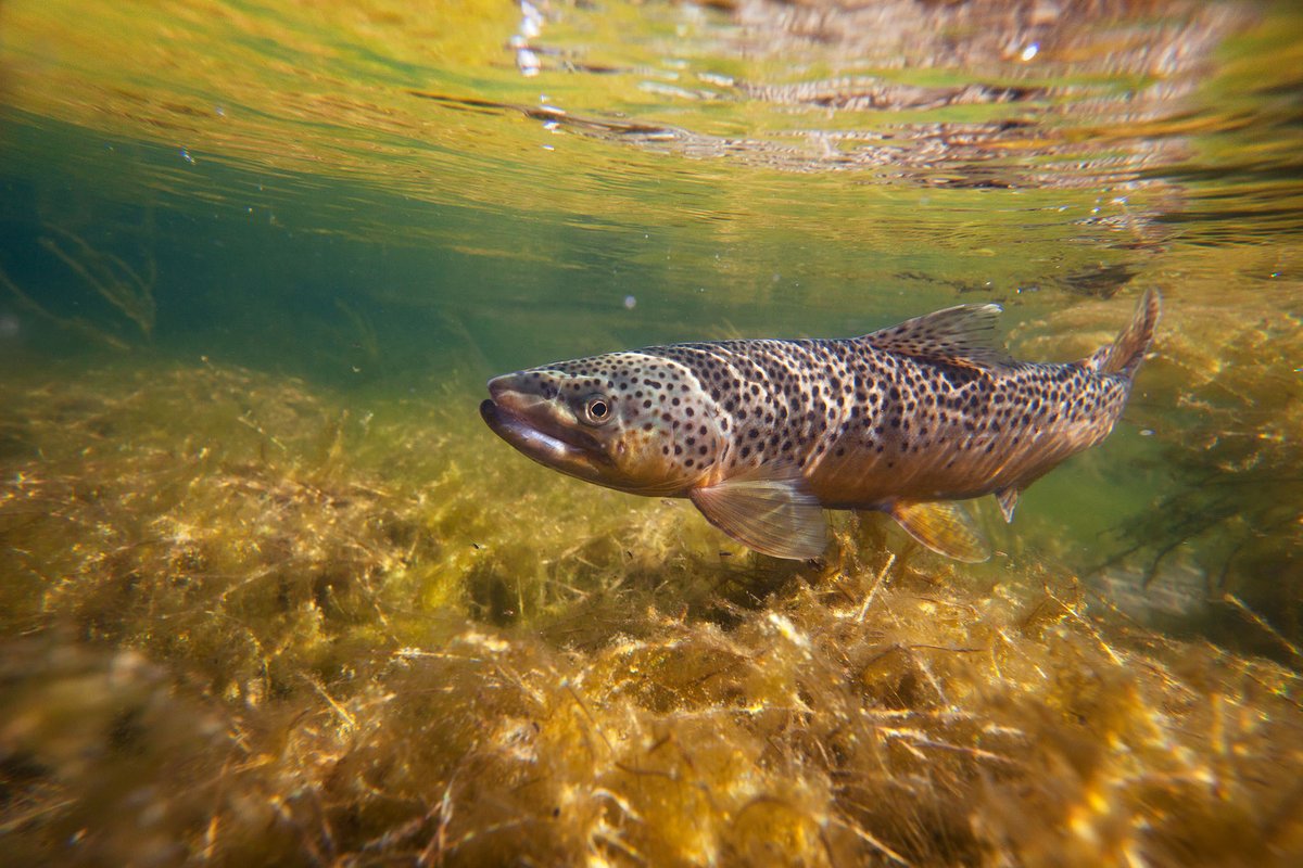 OODMag's tweet photo. Ask an expert: how to troll for brown trout.
https://t.co/LtMntYwdDa
#Hunting #Fishing #Outdoors #Trolling #Trout #BrownTrout #AskAnExpert #Spring #LakeOntario #Lures #Snow #Structure #Speed #Noise #Colour #JasonForde https://t.co/edJSF6DYZf