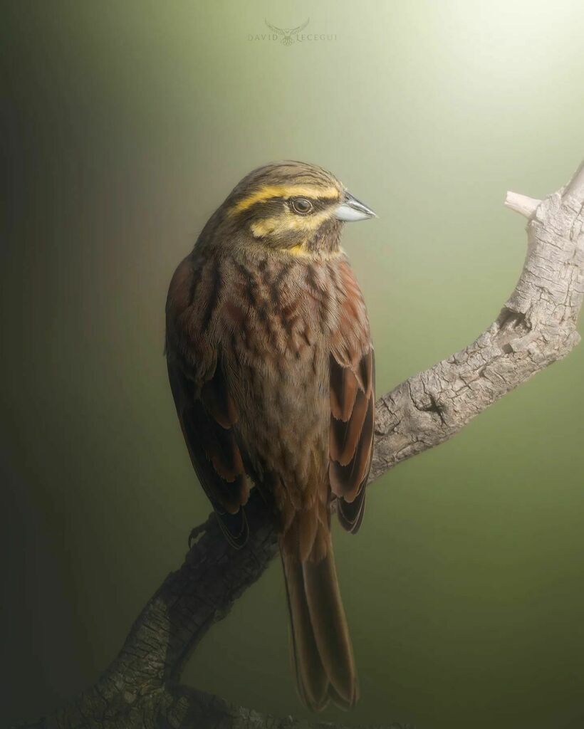 ObjectiuAlat's tweet image. El Gratapalles (Emberiza cirlus) és un dels habituals a les zones de conreu, tot i ser un resident a Catalunya, a l'hivern podem observar-lo més fàcilment ja que la població augmenta gràcies als migrants.
.
.
.
.
#ocells_de_catalunya #icocells #ocellscat… instagr.am/p/Cb8W3rfrmYG/