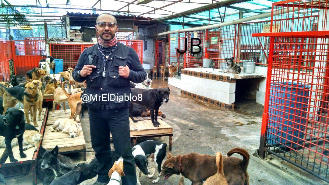 MrElDiablo8's tweet image. Un litigio podría dejar sin hogar a mil 500 #perros🐶 del @Ref_Franciscano, ubicado en la @AlcCuajimalpa, el cual está a cargo de mi amiga Gina desde hace 45 años, a quien conozco y he visto su labor  y entrega con los animales. 

#NoAlDesalojoDelFranciscano