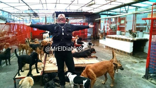 MrElDiablo8's tweet image. Un litigio podría dejar sin hogar a mil 500 #perros🐶 del @Ref_Franciscano, ubicado en la @AlcCuajimalpa, el cual está a cargo de mi amiga Gina desde hace 45 años, a quien conozco y he visto su labor  y entrega con los animales. 

#NoAlDesalojoDelFranciscano