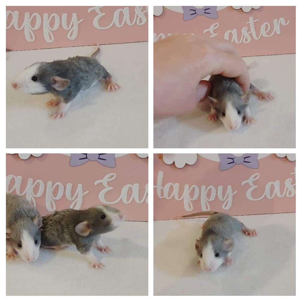 ToesTails's tweet photo. Tilly's babies are beautiful ❤️💜
https://t.co/mtCl6V7bWu
https://t.co/rmGbEhS584
#rattery #spartanburg #spartanburgsc #spartanburgrattery #spartanburgscrattery #ratbreeder #ratbreederSC https://t.co/0qw1og904L