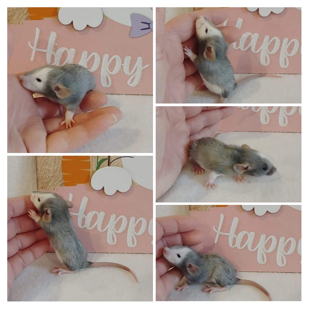ToesTails's tweet photo. Tilly's babies are beautiful ❤️💜
https://t.co/mtCl6V7bWu
https://t.co/rmGbEhS584
#rattery #spartanburg #spartanburgsc #spartanburgrattery #spartanburgscrattery #ratbreeder #ratbreederSC https://t.co/0qw1og904L