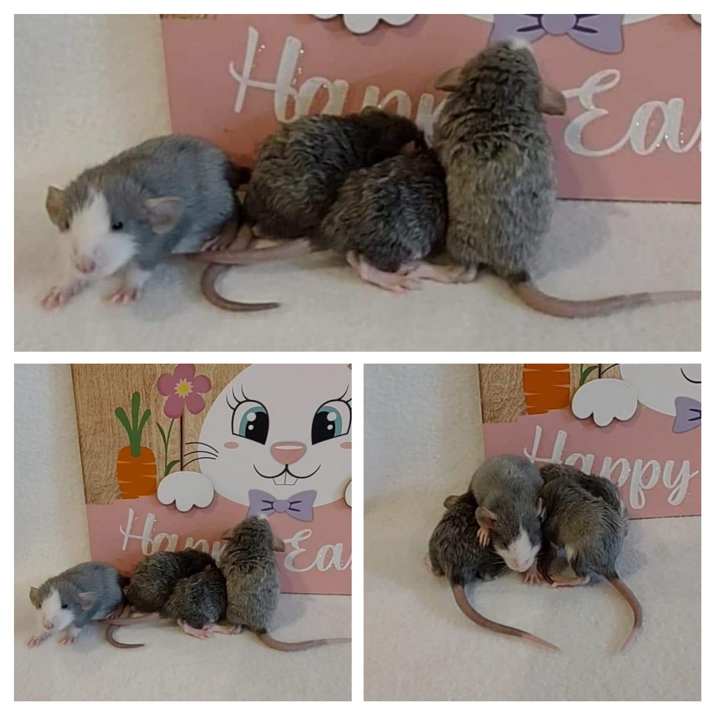 ToesTails's tweet photo. Tilly's babies are beautiful ❤️💜
https://t.co/mtCl6V7bWu
https://t.co/rmGbEhS584
#rattery #spartanburg #spartanburgsc #spartanburgrattery #spartanburgscrattery #ratbreeder #ratbreederSC https://t.co/0qw1og904L