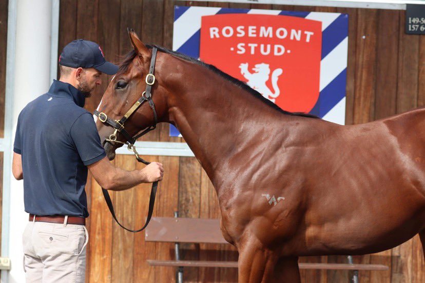 RosemontStud's tweet photo. Been a busy week parading our draft for @inglis_sales #Easter which kicks off today.
A big thanks to all those who have inspected our yearlings.
Good luck to all breeders, vendors & buyers!
#saleO #saleO #saleO https://t.co/Jp7eU1PkkL