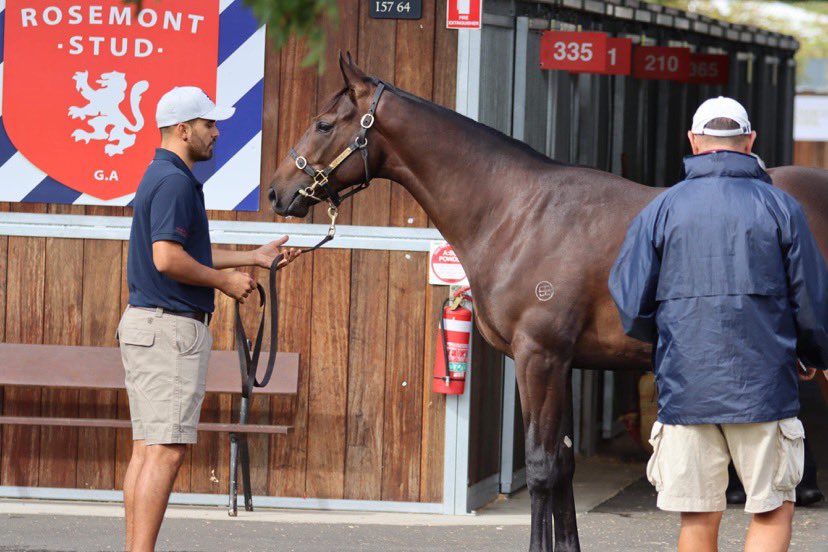 RosemontStud's tweet photo. Been a busy week parading our draft for @inglis_sales #Easter which kicks off today.
A big thanks to all those who have inspected our yearlings.
Good luck to all breeders, vendors & buyers!
#saleO #saleO #saleO https://t.co/Jp7eU1PkkL