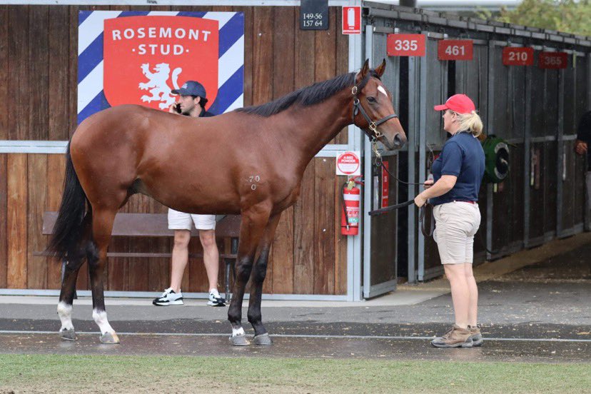 RosemontStud's tweet photo. Been a busy week parading our draft for @inglis_sales #Easter which kicks off today.
A big thanks to all those who have inspected our yearlings.
Good luck to all breeders, vendors & buyers!
#saleO #saleO #saleO https://t.co/Jp7eU1PkkL