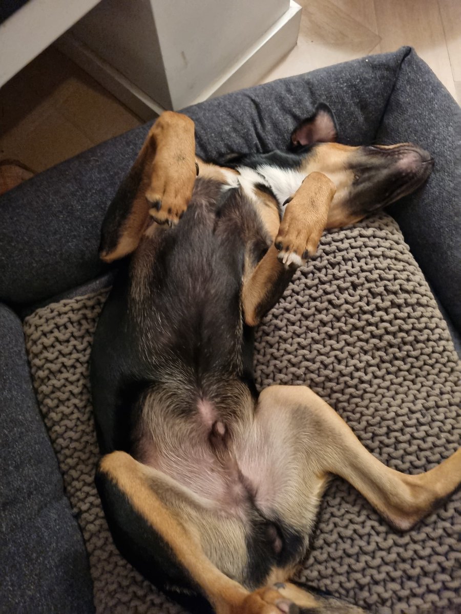 MaaikeWermer's tweet photo. Het is vandaag internationale zwerfdieren dag hoorde ik op de radio. Flip is zo'n voormalige zwerfhond, uit Curaçao. Kwam ooit rillend van de kou en broodmager naar NL. Heeft nu alles behalve een hondenleven. Met dank aan #rescuepawscuraçao. #straydog #Westpointer #AdoptDontShop https://t.co/zhFFTHZjCj