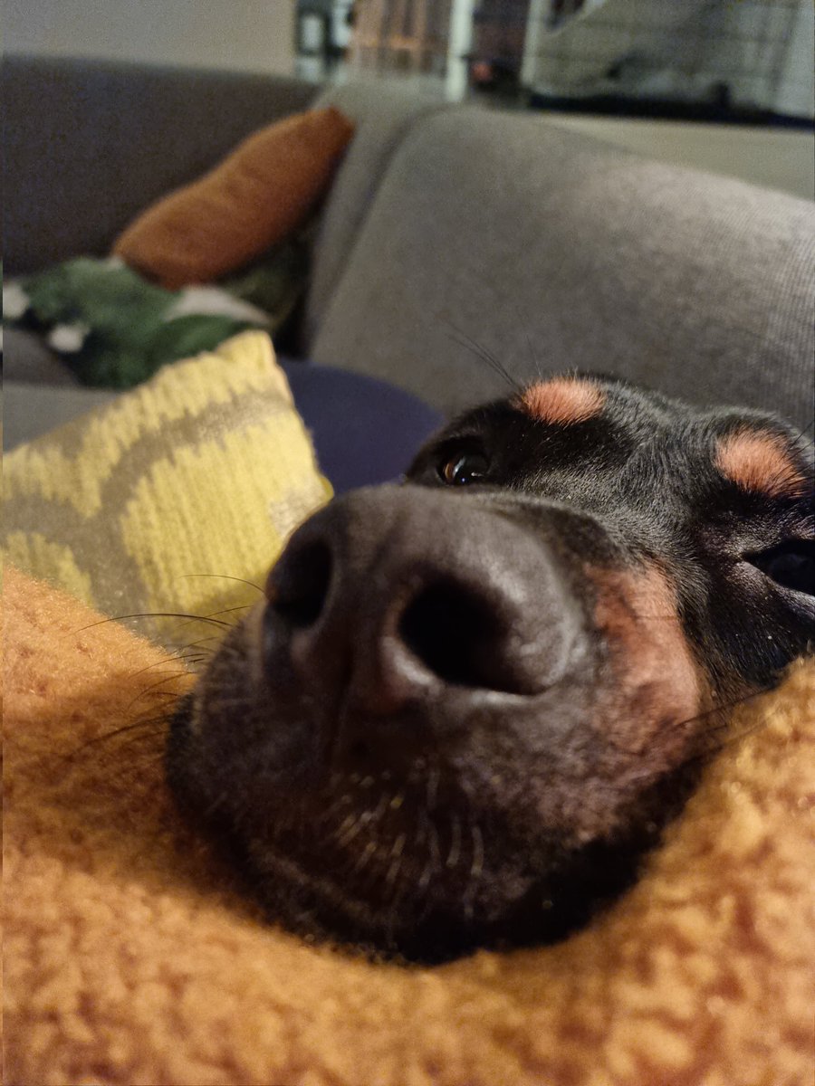MaaikeWermer's tweet photo. Het is vandaag internationale zwerfdieren dag hoorde ik op de radio. Flip is zo'n voormalige zwerfhond, uit Curaçao. Kwam ooit rillend van de kou en broodmager naar NL. Heeft nu alles behalve een hondenleven. Met dank aan #rescuepawscuraçao. #straydog #Westpointer #AdoptDontShop https://t.co/zhFFTHZjCj