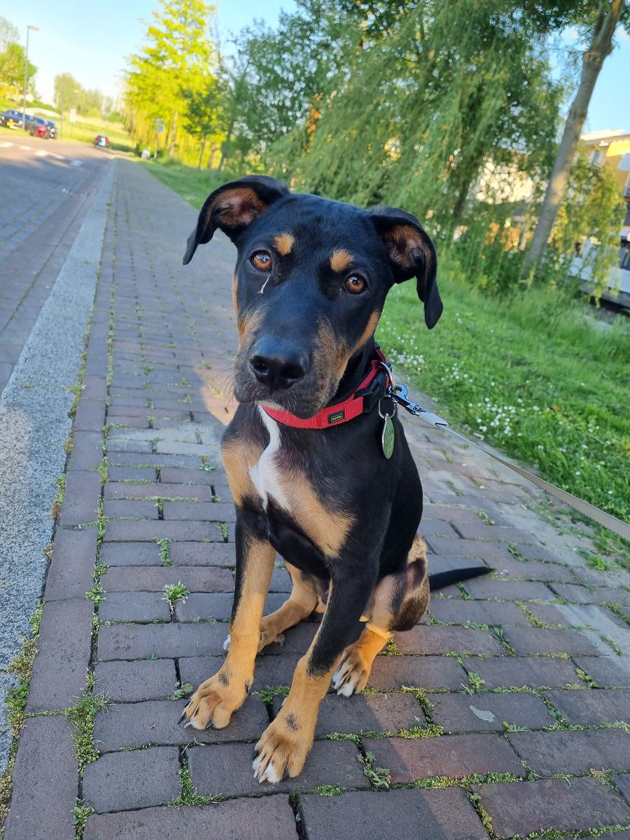 MaaikeWermer's tweet photo. Het is vandaag internationale zwerfdieren dag hoorde ik op de radio. Flip is zo'n voormalige zwerfhond, uit Curaçao. Kwam ooit rillend van de kou en broodmager naar NL. Heeft nu alles behalve een hondenleven. Met dank aan #rescuepawscuraçao. #straydog #Westpointer #AdoptDontShop https://t.co/zhFFTHZjCj