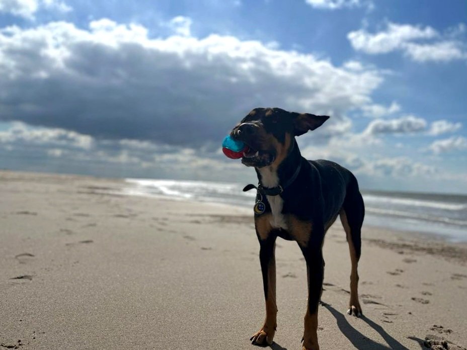 MaaikeWermer's tweet photo. Het is vandaag internationale zwerfdieren dag hoorde ik op de radio. Flip is zo'n voormalige zwerfhond, uit Curaçao. Kwam ooit rillend van de kou en broodmager naar NL. Heeft nu alles behalve een hondenleven. Met dank aan #rescuepawscuraçao. #straydog #Westpointer #AdoptDontShop https://t.co/zhFFTHZjCj