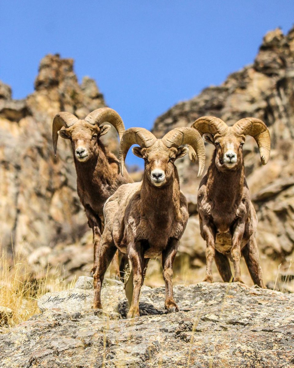 “Spent a few hours on the mountain the other day with some Bighorn Sheep. Always rad getting to see these amazing animals up close.” 🐏⛰️💙

See where you can spot wildlife in the Silver State: bit.ly/wildlifeNV   

✏️➕📷: gatekeeper383 #TravelNevada