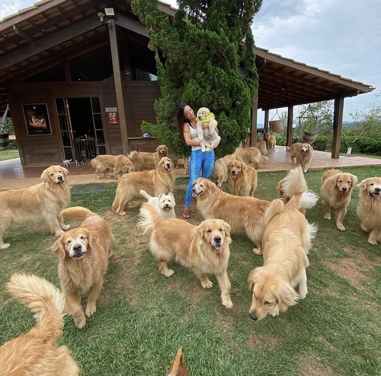 DogsWithRhymes's tweet photo. @dog_feelings We have meetings.
All of us in one place!
We like to do this.
Because it puts a smile on your face!
☺️🤩🐶 https://t.co/bX1xd87yeP