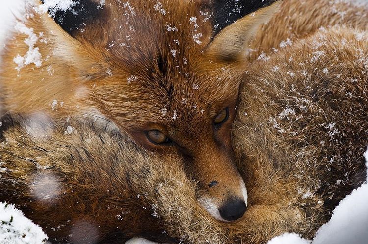 ChrisGPackham's tweet photo. Here we go , #FoxOfTheDay Day 1 . Possibly my favourite fox photo ( though I could always do better ) an absolutely stunning individual in the snow . Share your photos on Twitter , Facebook and Instagram and let's show these wonderful creatures some love ! https://t.co/Eaq0Ivw5W9