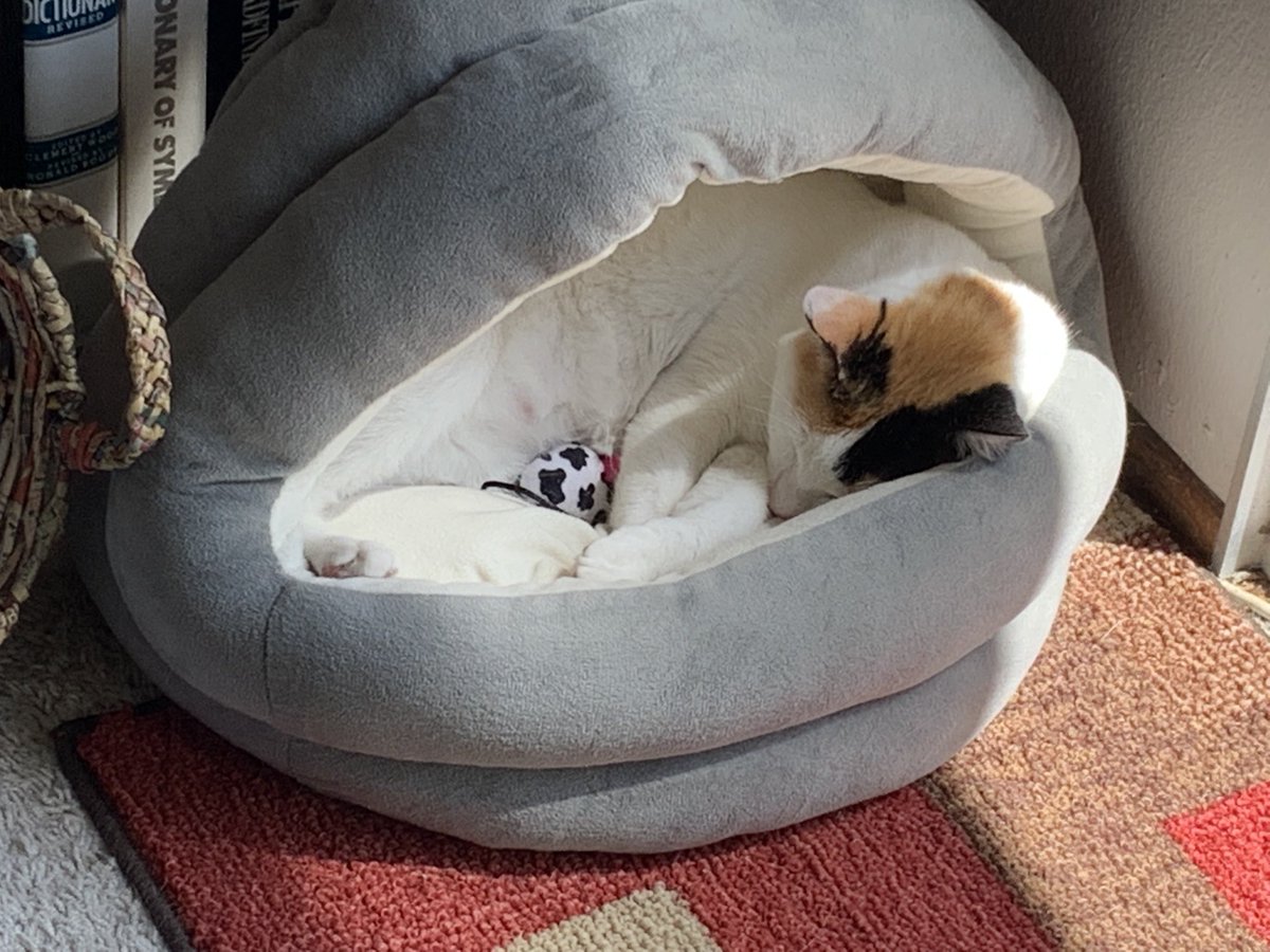 CaronAndregg's tweet photo. What’s cuter than a harlequin cat asleep in her basket in the sun? A harlequin cat asleep in her basket in the sun with her favorite cow-mouse. #CatsofTwitter #misoandesme ⁦@sdhumane⁩ https://t.co/pTAPbCnSVe