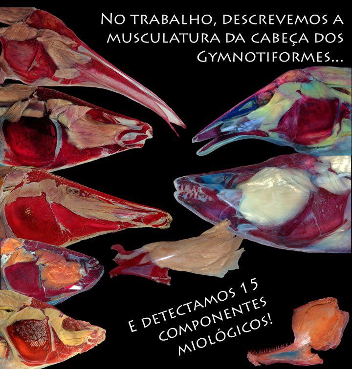 Davidefishes's tweet photo. New insights on Neotropical #ElectricFishes intrarelationships based on head muscles 🐠🐡⚡⚡⚡ Excellent work @peixotolaw &amp; Mario de Pinna @AgenciaFAPESP #TeamElectricFish 

https://t.co/H91rru4hoP https://t.co/2pmFDlyho8