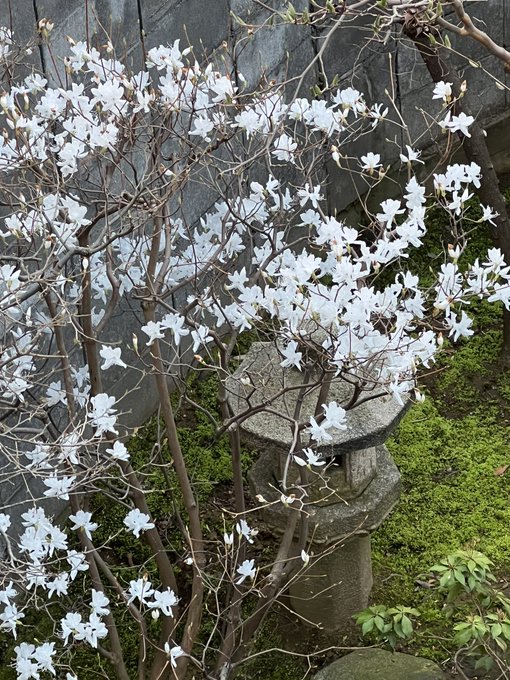 庭の白ツツジが見頃であった。 