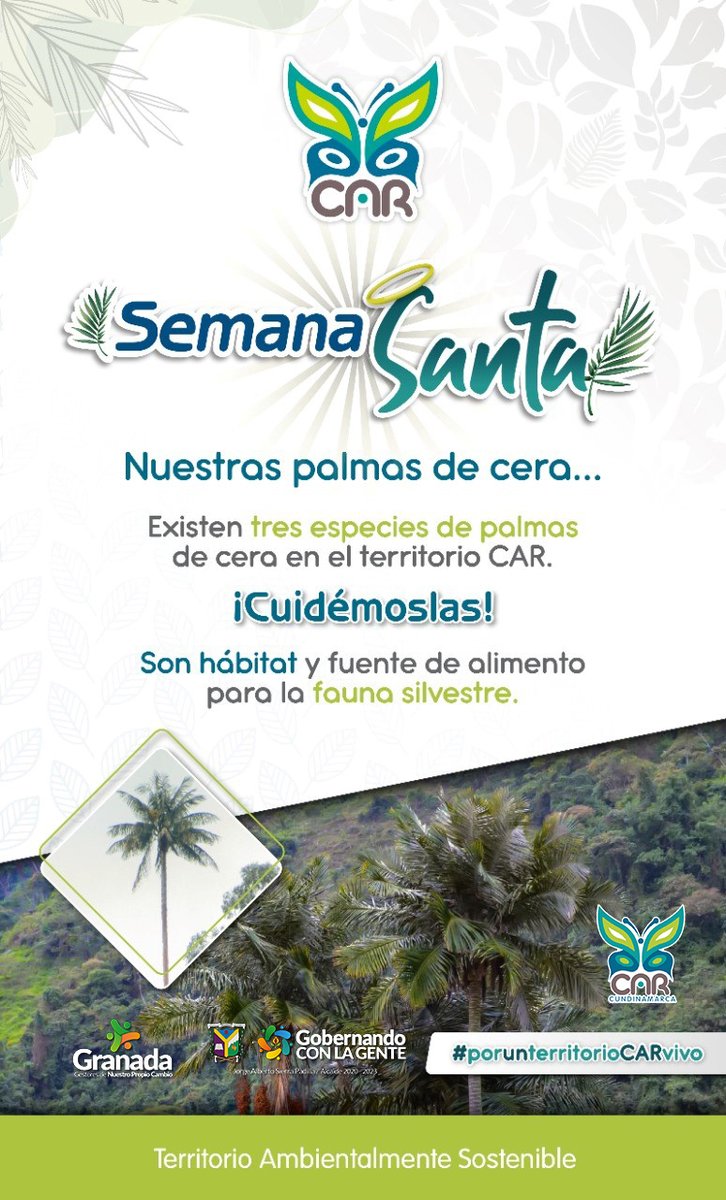 En #GranadaCundinamarca en la Celebración de la #SemanaSanta2022 nos unimos a la campaña #ReconcíliateconlaNaturaleza de la @CAR_Cundi y con apoyo de la #IglesiaCatolica a no hacer uso de la #PalmadeCera ya que son hábitat y fuente de alimento para la fauna silvestre.