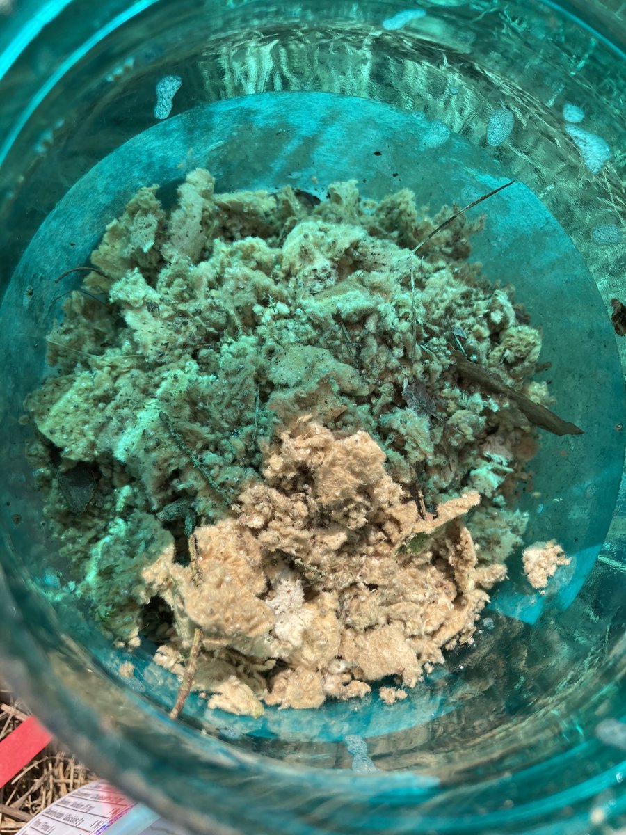 Goodrich-Loomis Outdoor Education Centre tweet media